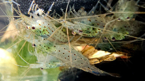 5 Pack Amano Shrimp! Bred in Iowa