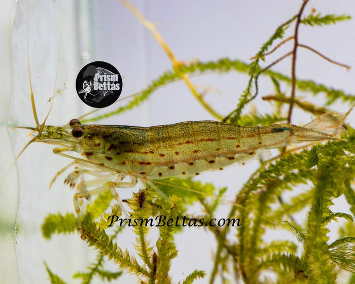 5 Pack Amano Shrimp! Bred in Iowa