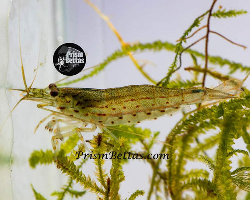 5 Pack Amano Shrimp! Bred in Iowa