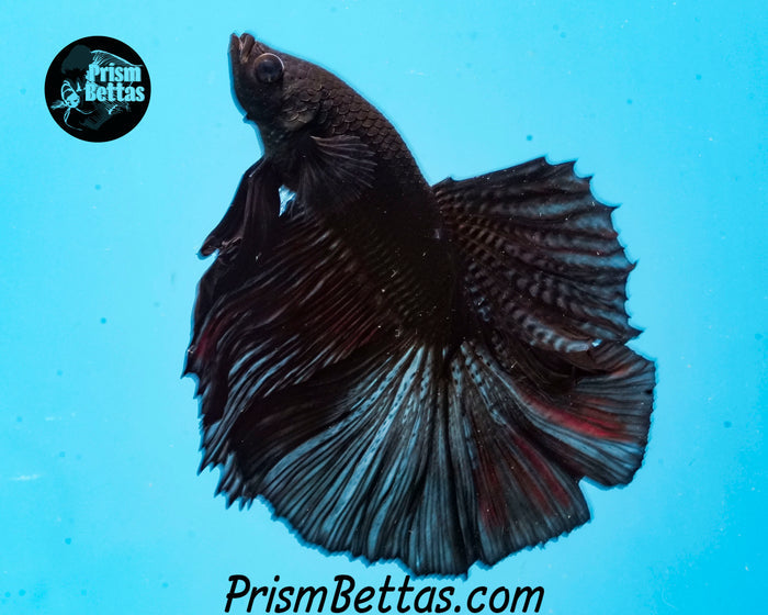 Black Halfmoon Male