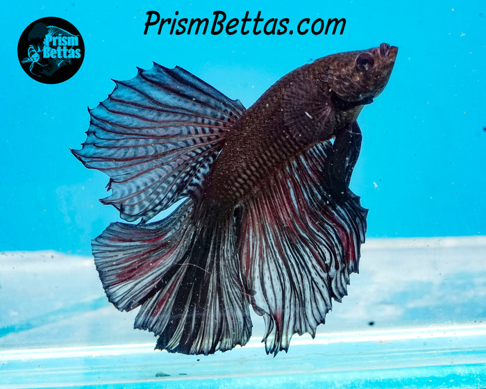 Black Halfmoon Male