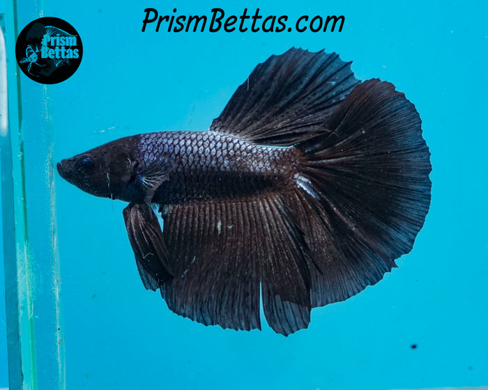 Black Melano Halfmoon Male