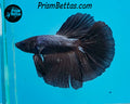 Black Melano Halfmoon Male