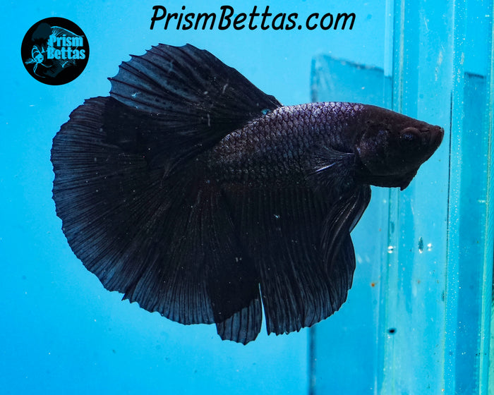 Black Melano Halfmoon Male
