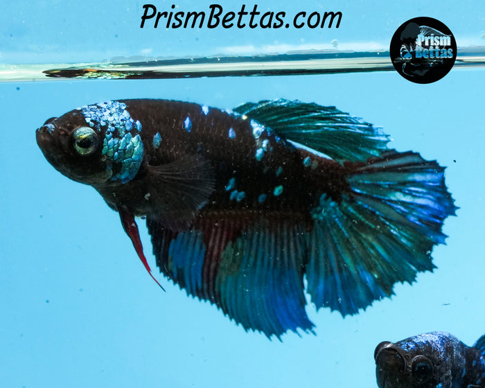 Blacklight Halfmoon Female