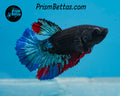 Blacklight Halfmoon Female