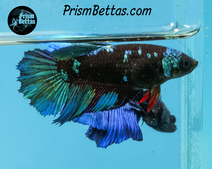 Blacklight Halfmoon Female