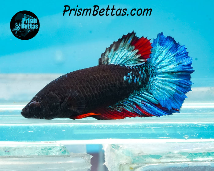 Blacklight Halfmoon Female