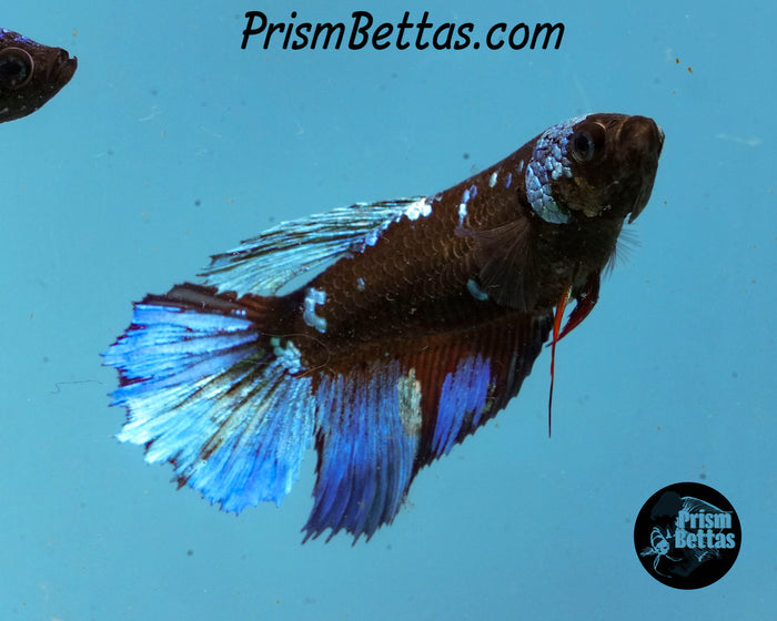 Blacklight Halfmoon Female