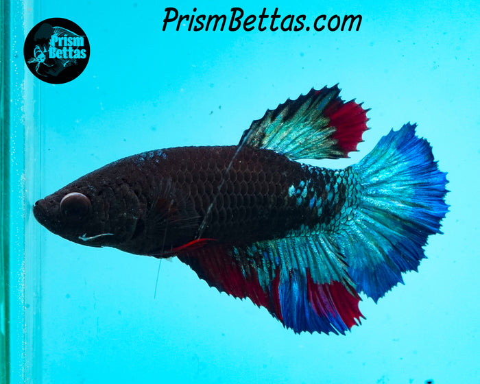 Blacklight Halfmoon Female