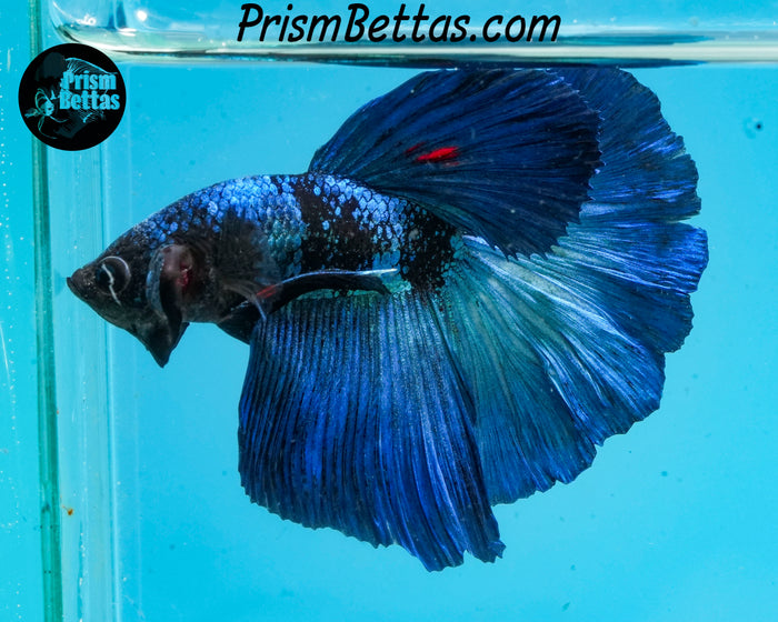 Blacklight Halfmoon Male