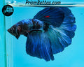 Blacklight Halfmoon Male