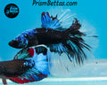 Blacklight Halfmoon Male