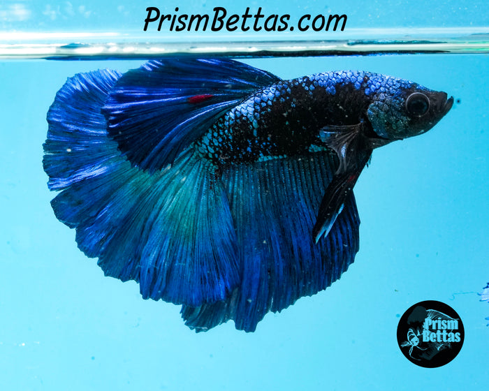 Blacklight Halfmoon Male