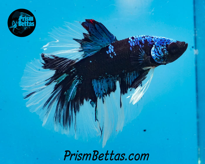 Blacklight Halfmoon Male