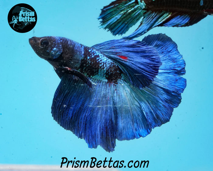 Blacklight Halfmoon Male