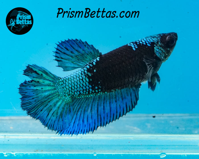 Blacklight Marble Halfmoon Female