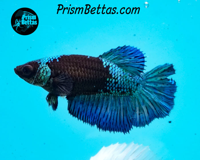 Blacklight Marble Halfmoon Female