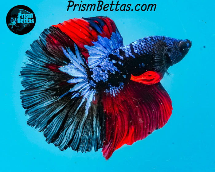 Blacklight Marble Halfmoon Male