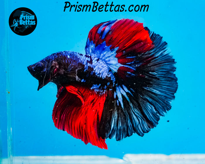 Blacklight Marble Halfmoon Male