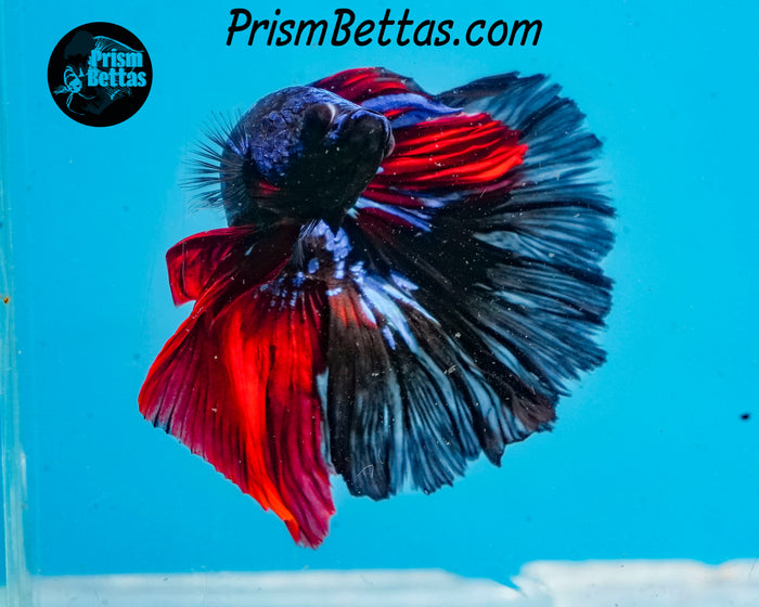 Blacklight Marble Halfmoon Male