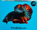 Blackstar Candy Marble Halfmoon Plakat Male