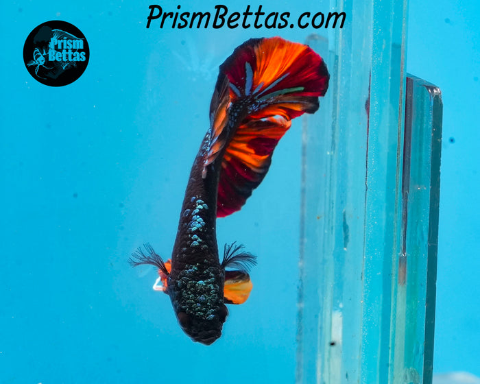 Blackstar Candy Marble Halfmoon Plakat Male