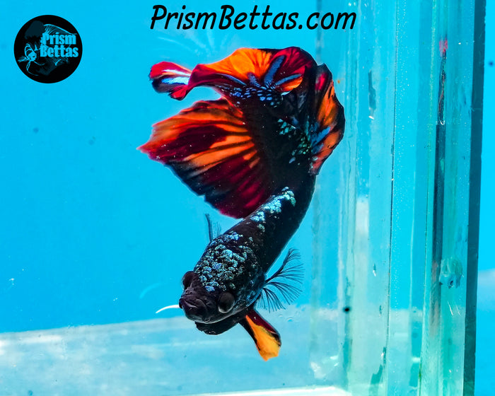 Blackstar Candy Marble Halfmoon Plakat Male