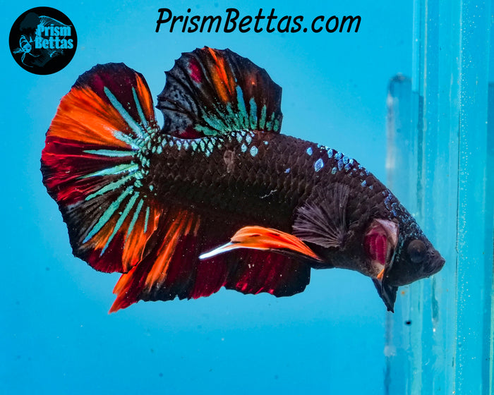 Blackstar Candy Marble Halfmoon Plakat Male