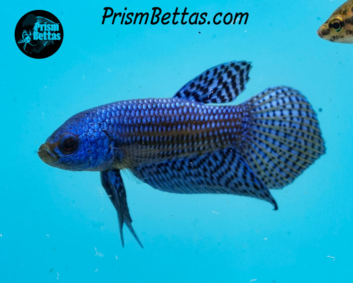 Blue Alien Male
