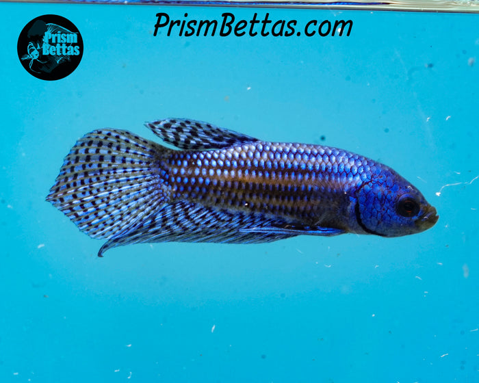 Blue Alien Male