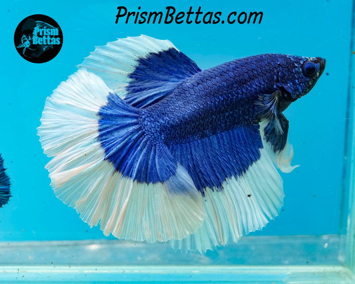 Blue Butterfly Halfmoon Male