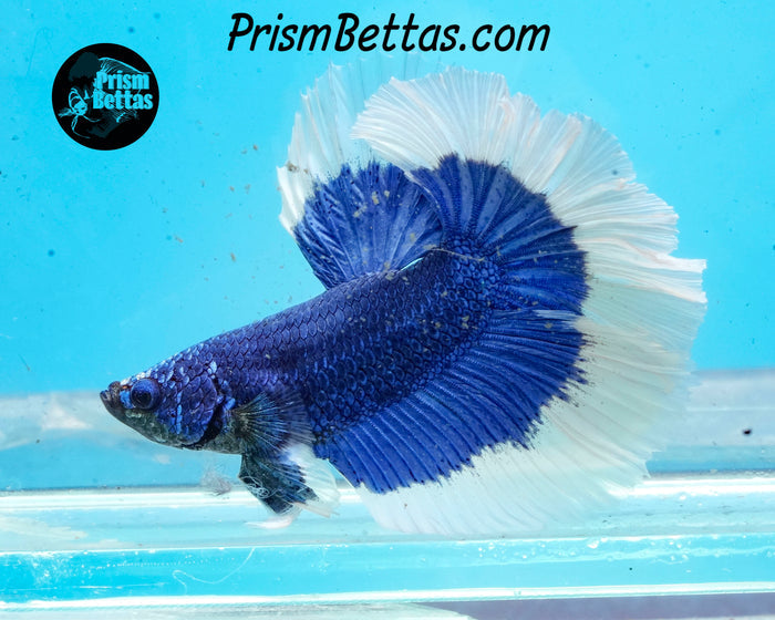 Blue Butterfly Halfmoon Male