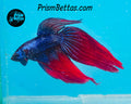 Blue Fire Imbellis/Veiltail Hybrid