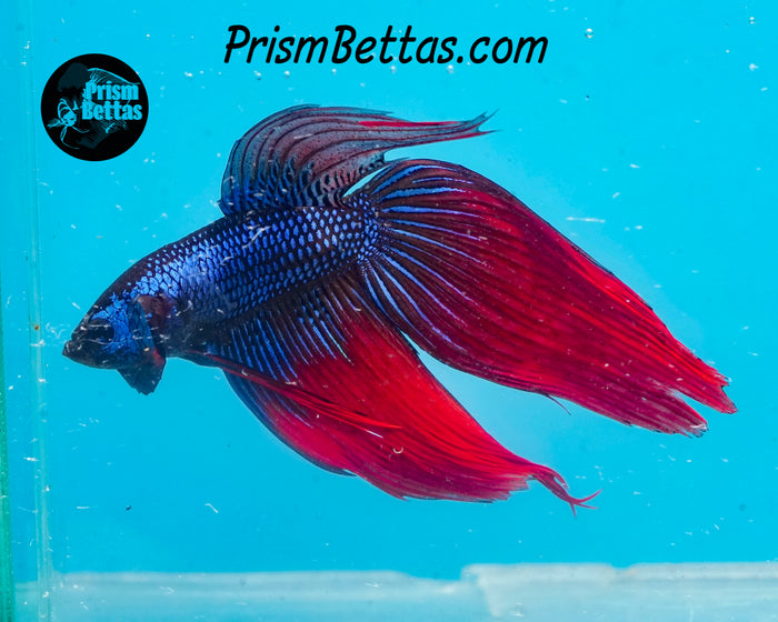 Blue Fire Imbellis/Veiltail Hybrid