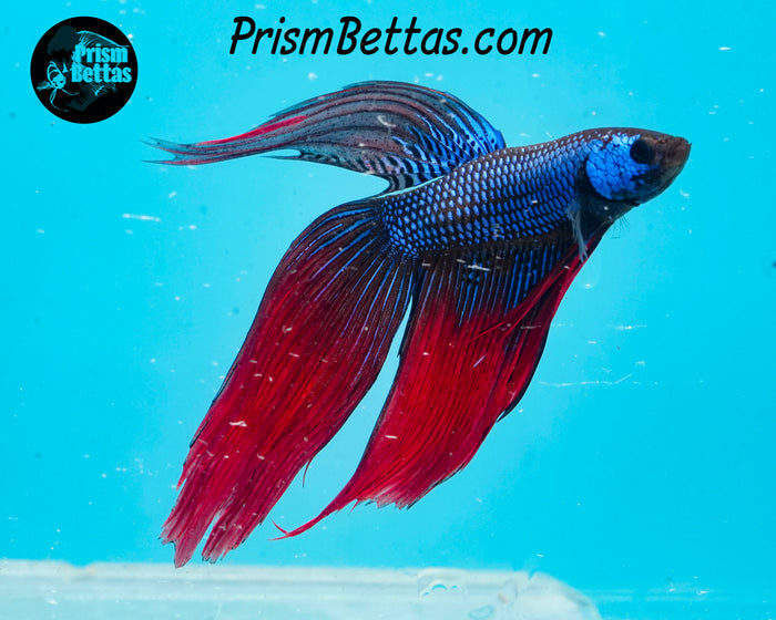 Blue Fire Imbellis/Veiltail Hybrid