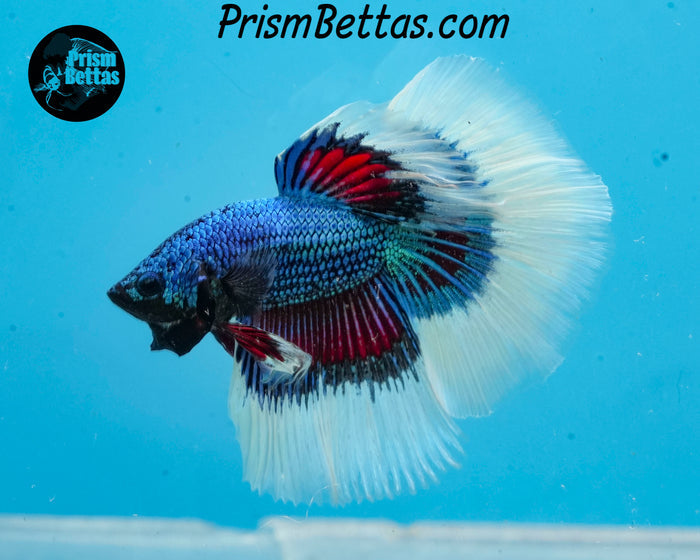 Butterfly Marble Halfmoon Male