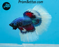 Butterfly Marble Halfmoon Male