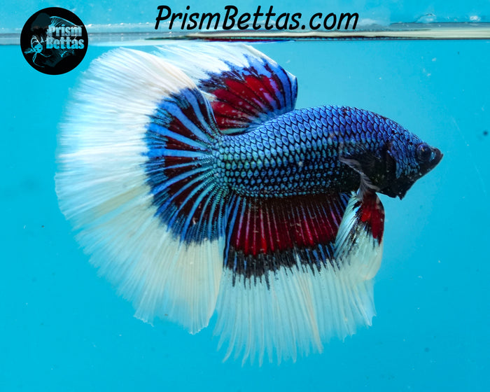 Butterfly Marble Halfmoon Male