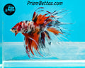 Candy Koi Crowntail Male