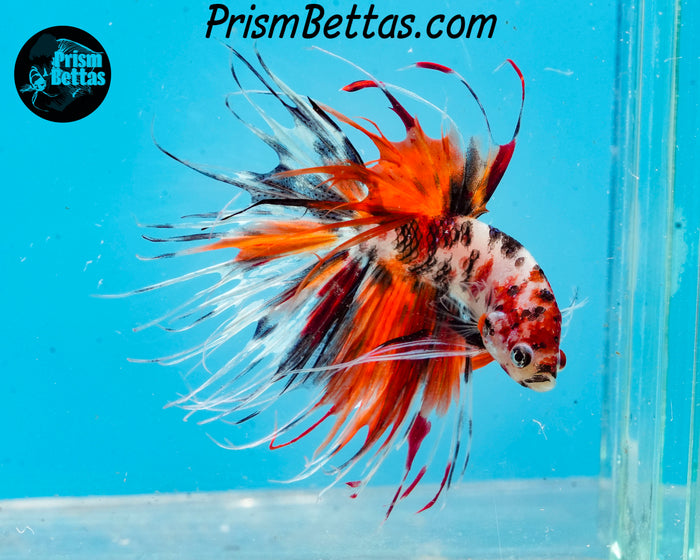 Candy Koi Crowntail Male