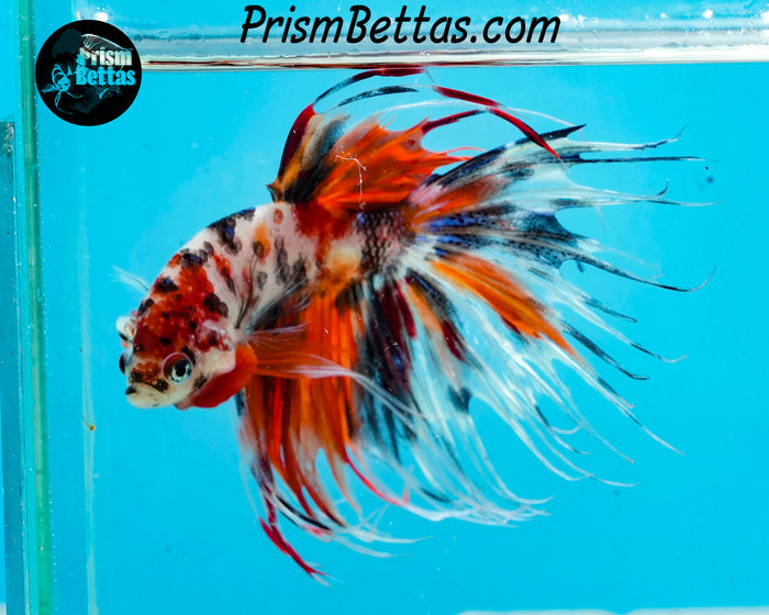 Candy Koi Crowntail Male