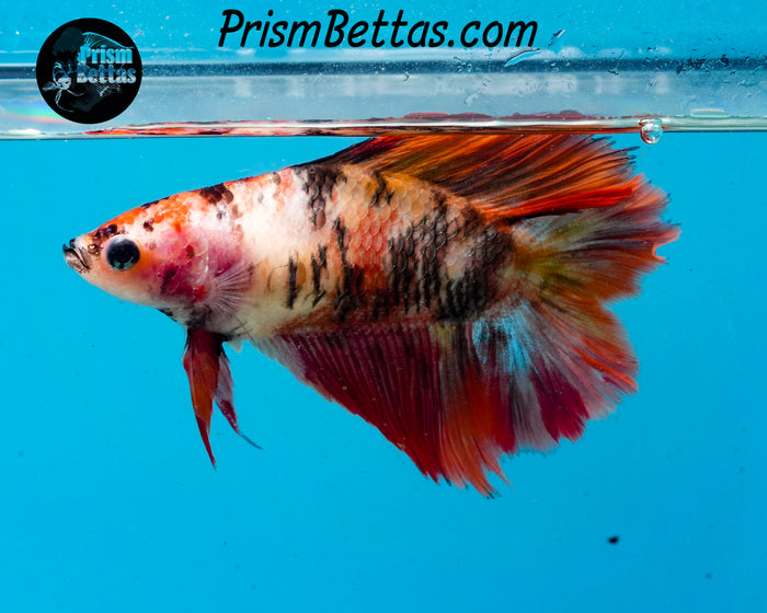 Candy Koi Doubletail Halfmoon Female