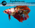 Candy Koi Doubletail Halfmoon Female
