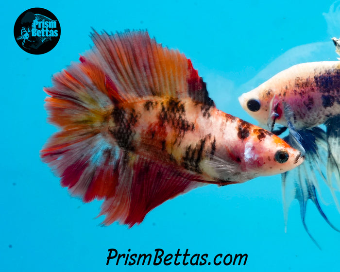 Candy Koi Doubletail Halfmoon Female