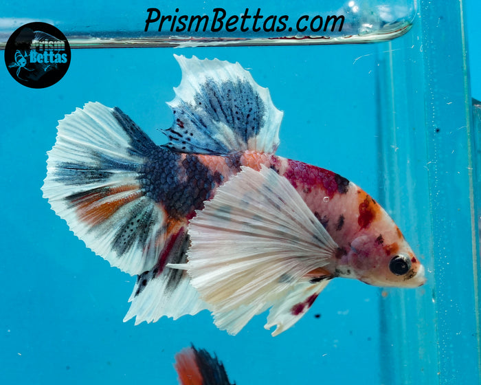 Candy Koi Dumbo Halfmoon Plakat Male