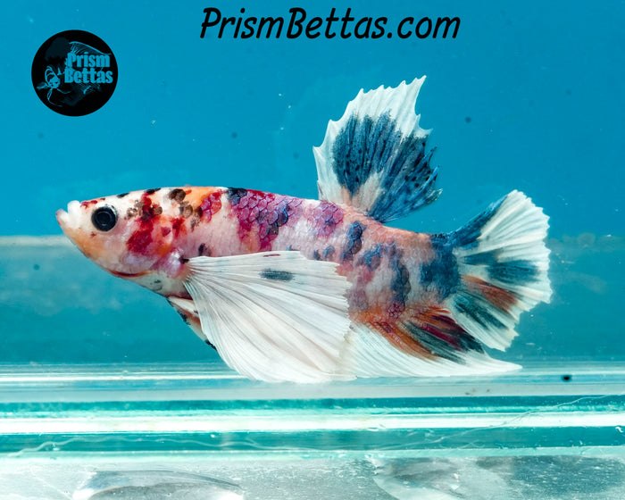 Candy Koi Dumbo Halfmoon Plakat Male