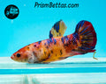 Candy Koi Giant Halfmoon Plakat Female