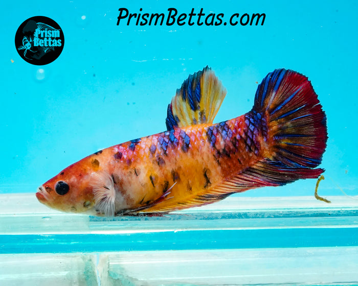 Candy Koi Giant Halfmoon Plakat Female