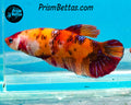 Candy Koi Giant Halfmoon Plakat Female